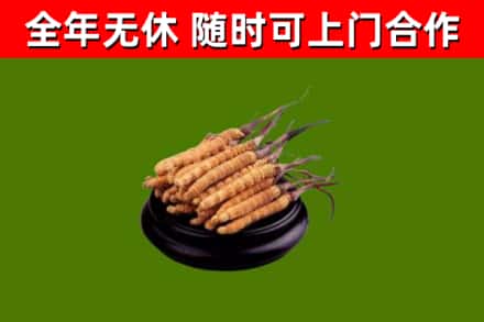 达日烟酒回收冬虫夏草.jpg